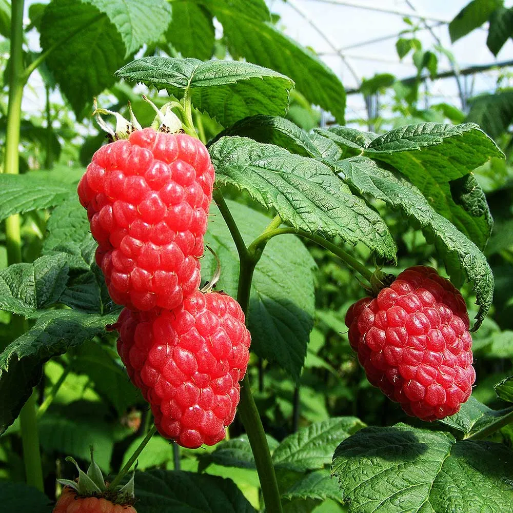 Raspberry Malling Jewel (Rubus idaeus) Fruit Bush 3ltr Pot